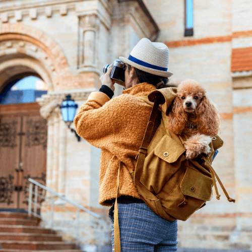 Balancing Life with a Pet 2 pet parent with dog travel