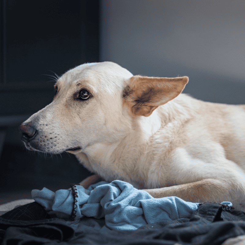 Keep Shoreline Pets Safe This Fourth of July 1 dogs ct shoreline