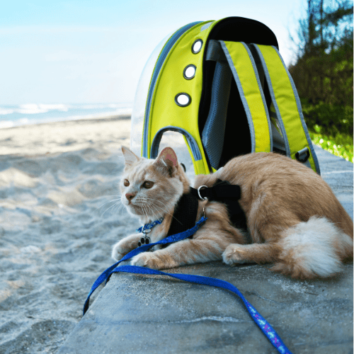 Balancing Life with a Pet 4 cat on beach in carrier