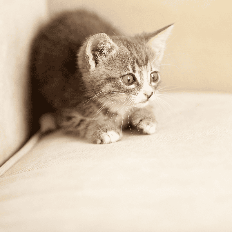 Keep Shoreline Pets Safe This Fourth of July 5 cat sitting ct shoreline