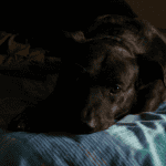 power outage dog in bed