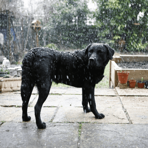dog in yard during storm ct shoreline