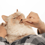 pet sitter administering medication to cat