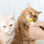 cats getting treat from cat sitter