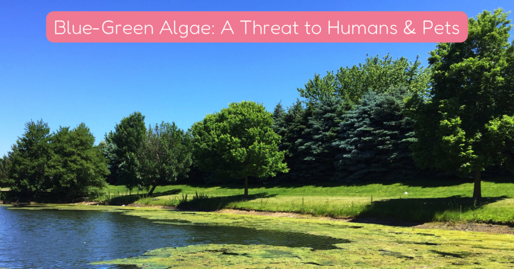 blue green algae ct shoreline