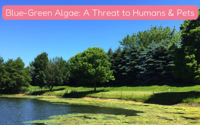Blue-Green Algae: A Threat to Humans & Pets