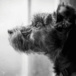 dog looking out window rainy day in ct shoreline Rainy Days and Dogs