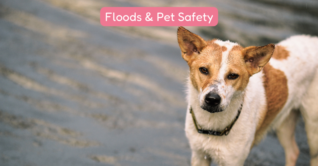 dog in flood water ct shoreline