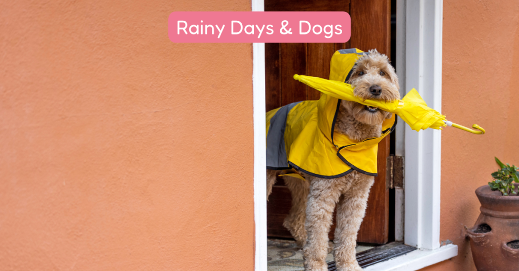 dog in raincoat on a rainy day ct shoreline