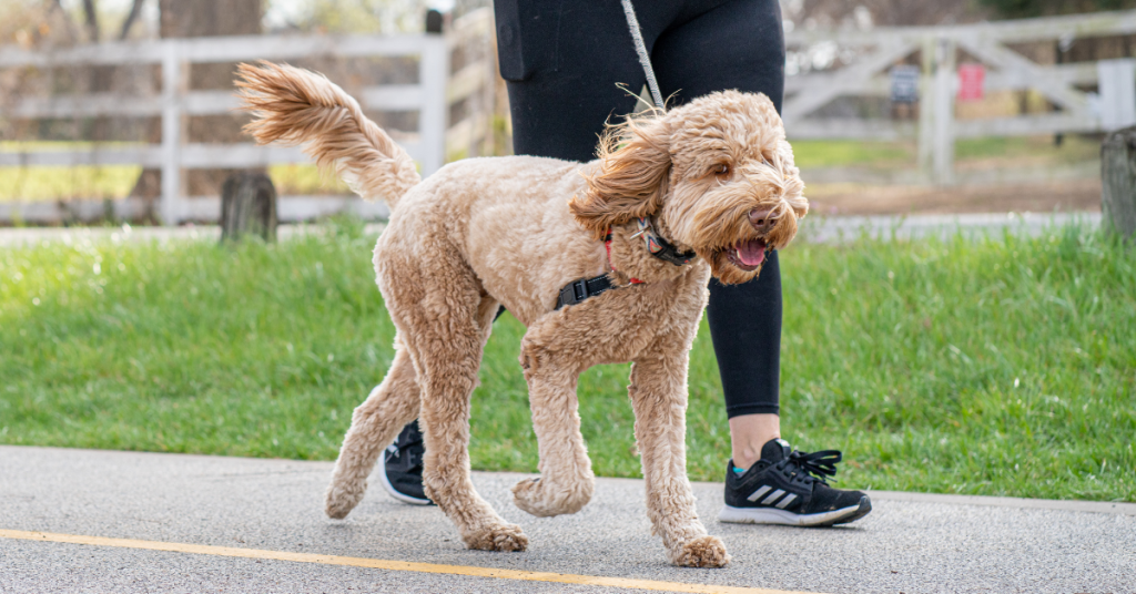 dog walker with doodle on road in east lyme connecticut