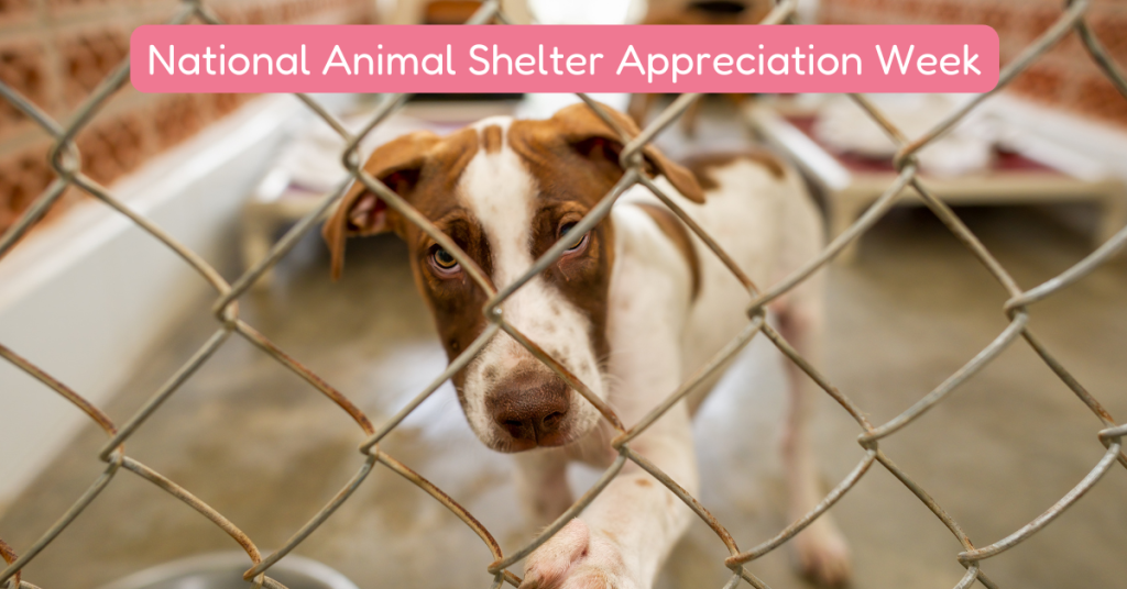 dog at animal shelter national animal shelter appreciation week