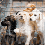 Celebrate shelter pets Day - dogs behind shelter enclosure CT Shoreline