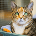 shelter cat behind enclosure CT Shoreline