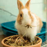 bunny rabbit at CT Shoreline Animal Shelter