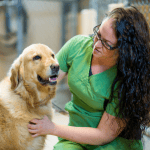 veterinarian with yellow lab at CT Shoreline animal shelter