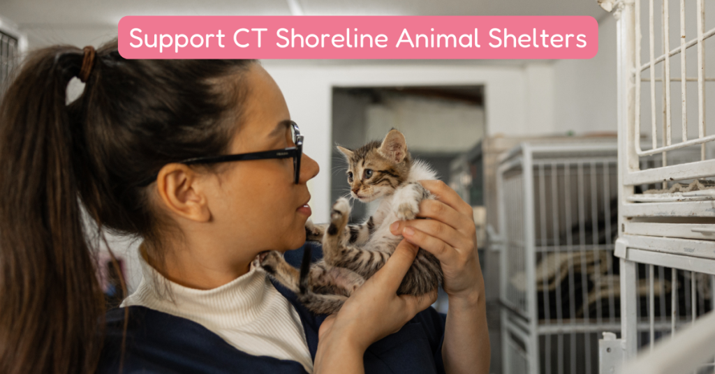 volunteer at CT Shoreline animal shelter holding kitten