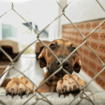 ct shoreline animal shelter dog with paws on gate
