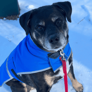 black dog wearing a coat hiking in the snow in Old Saybrook, CT with Shoreline Happy Paws