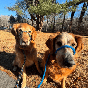 two dogs in old saybrook on a dog hike with shoreline happy paws