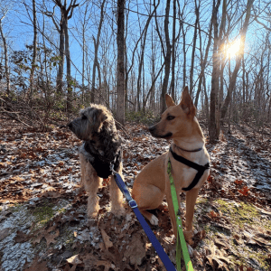 two dogs hiking in the snow in Old Saybrook, CT with Shoreline Happy Paws