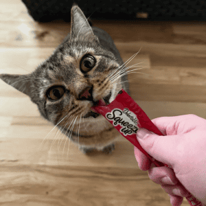 cat getting treat from cat sitter in old saybrook ct shoreline happy paws