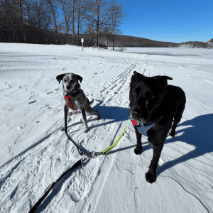 two dogs hiking in the snow in Old Saybrook, CT with Shoreline Happy Paws