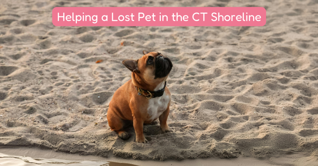 what to do if you find a lost pet in the CT shoreline
