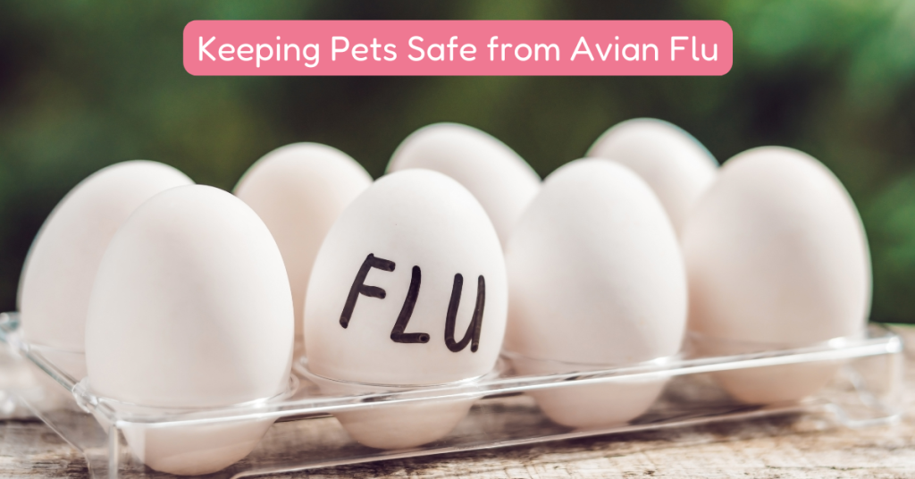 Protect Connecticut Shoreline Pets from Avian Influenza