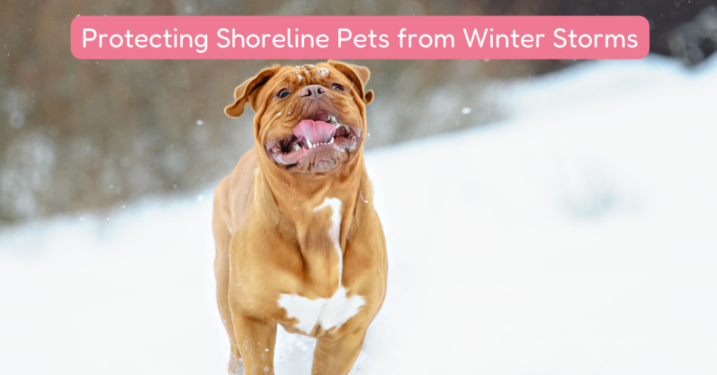 Dog in the Snow - Protecting Shoreline Pets from Cold and Storms