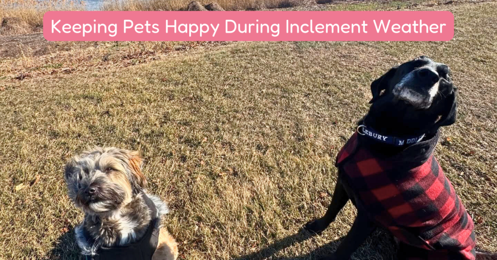 two dogs in old saybrook on a dog hike with shoreline happy paws