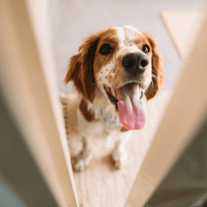 The Top 5 Ways Our Dogs Tell Us They Love Us dog happy at front door ct shoreline