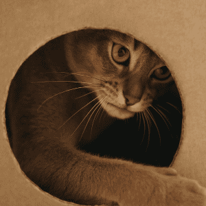 cat playing with owner on Valentine's Day in Old Saybrook, CT