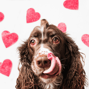 The Top 5 Ways Our Dogs Tell Us They Love Us happy dog licking lips ct shoreline
