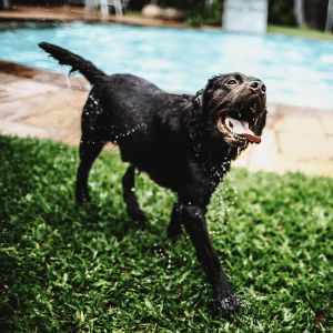 The Top 5 Ways Our Dogs Tell Us They Love Us happy dog wagging tail in ct shoreline yard