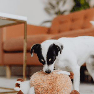 The Top 5 Ways Our Dogs Tell Us They Love Us happy dog with stuffed animal in ct shoreline house