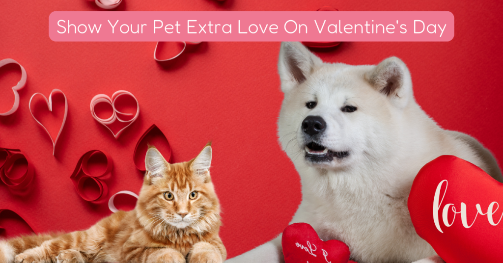 Show Your Pet Extra Love On Valentine's Day