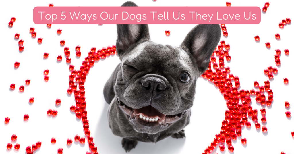The Top 5 Ways Our Dogs Tell Us They Love Us happy dog in ct shoreline house