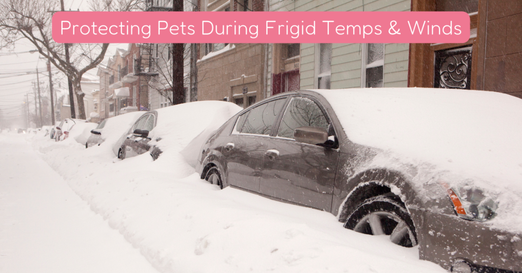 protecting pets from frigid temps and winds ct shoreline street with snow-covered cars