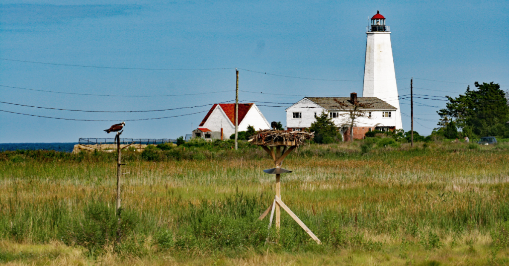 old saybrook lighthouse Top 10 Safety Tips for Dog-Friendly Outings in the CT Shoreline