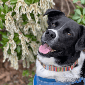 Emmett dog walking client of Shoreline Happy Paws