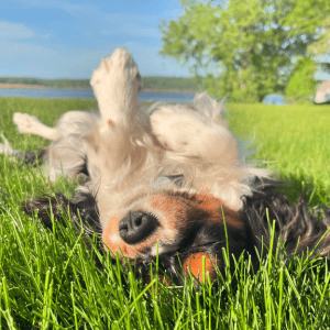 Bellissimo dog walking client of Shoreline Happy Paws