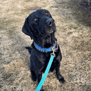 Henry dog walking client of Shoreline Happy Paws