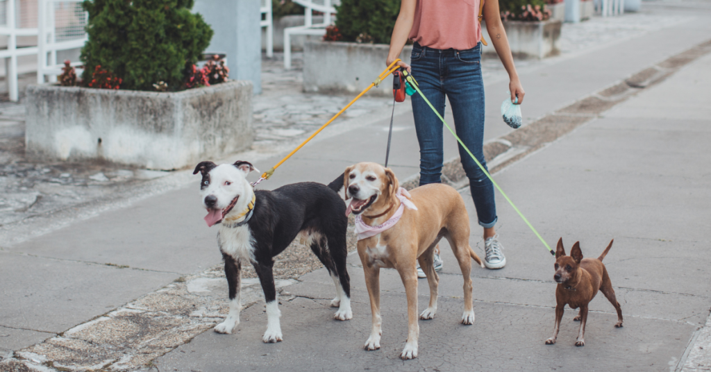 celebrating professional pet sitters week shoreline happy paws