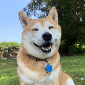Aiko - dog client of Shoreline Happy Paws in Old Saybrook on a walk - Why Dog Walking Isn’t Optional