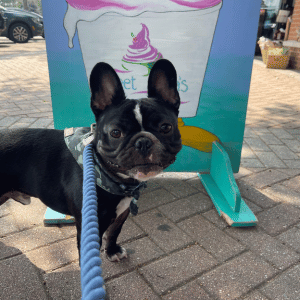 dog with Shoreline Happy Paws walker in Old Saybrook CT 