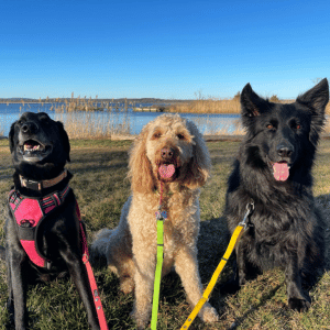 dogs on leash with Shoreline Happy Paws dog walker at the beach dog walking adventures