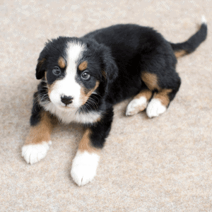 puppy in a home in Old Saybrook, CT