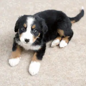 puppy in a home in Old Saybrook, CT