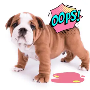 dog saying "oops" because he went potty inside - Shoreline Happy Paws dog walking services