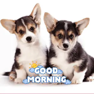 a photo of two puppies with the words good morning on it 